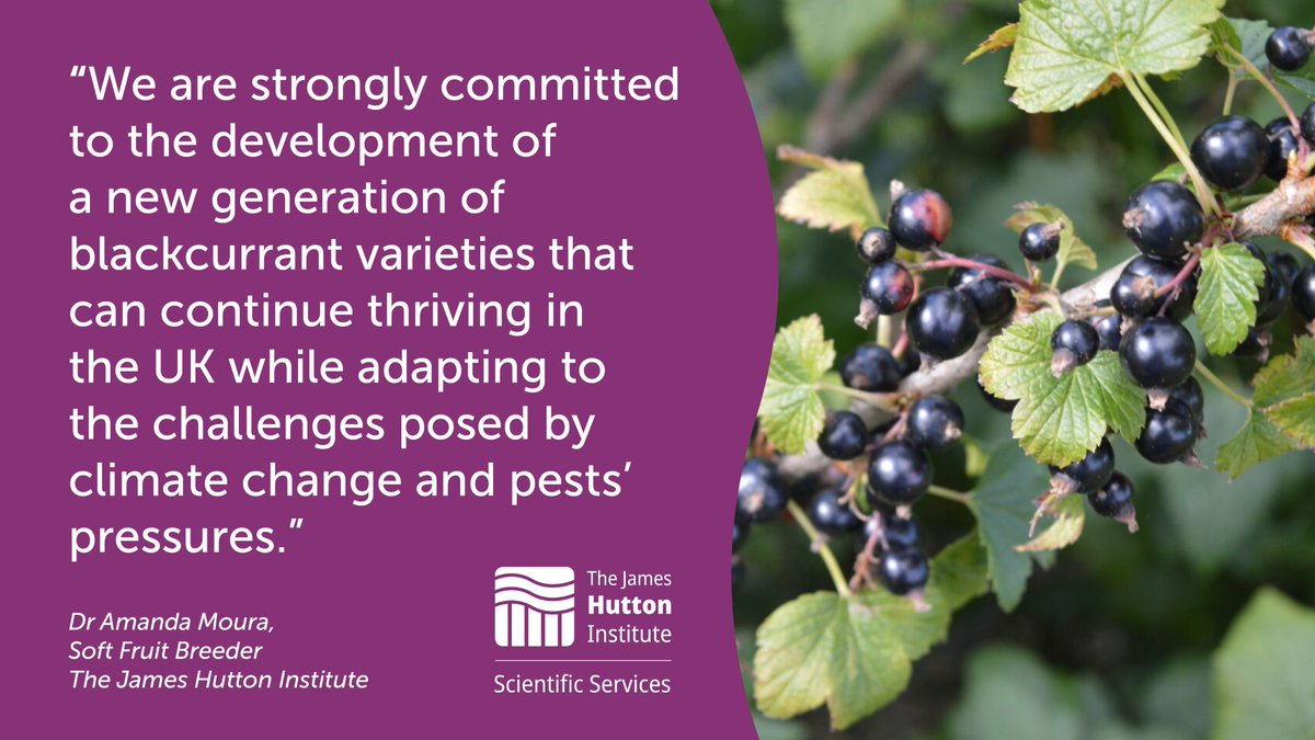 We are delighted to announce an investment of £920,000 over the next five years from <a href="/SuntoryGlobal/">Suntory</a> to support the development of more resilient blackcurrant varieties delivering the iconic taste of Ribena here at the <a href="/JamesHuttonInst/">James Hutton Institute</a> 
 
More info visit: lnkd.in/gD5EJ2VM