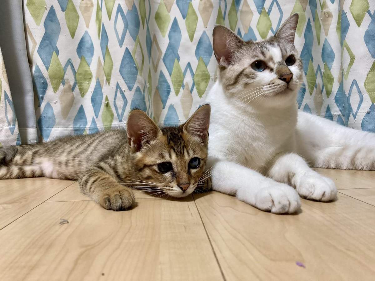 paku1205's tweet photo. 今日は #世界猫の日 🐈🐾
今日も変わらず元気に暮らしていますように。
会えなくても、いつも思ってるよ。
ありがとう。

世界中の猫たちが安心して暮らせますように。
いつもいつまでも猫が大事😸

#猫のいる暮らし https://t.co/83Y1V8gLEl