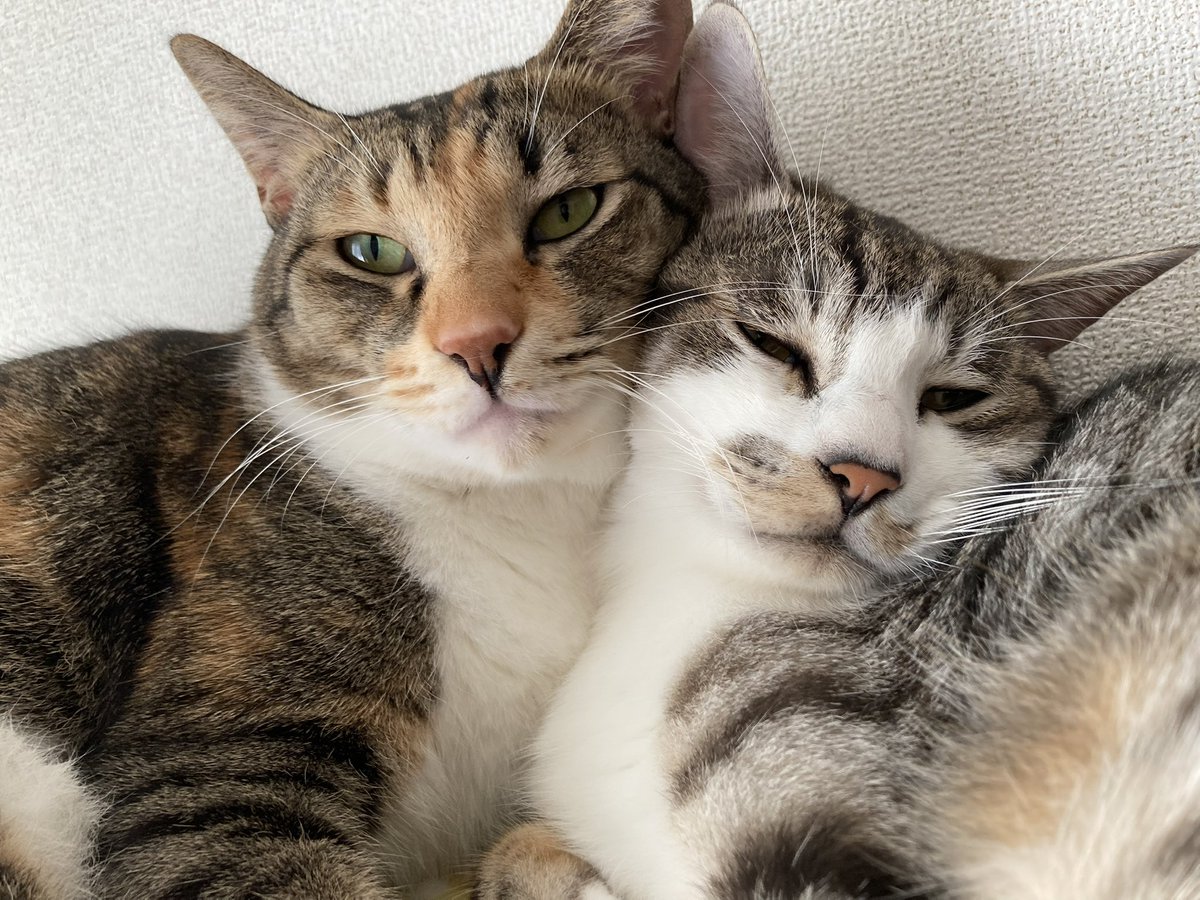 paku1205's tweet photo. 今日は #世界猫の日 🐈🐾
今日も変わらず元気に暮らしていますように。
会えなくても、いつも思ってるよ。
ありがとう。

世界中の猫たちが安心して暮らせますように。
いつもいつまでも猫が大事😸

#猫のいる暮らし https://t.co/83Y1V8gLEl