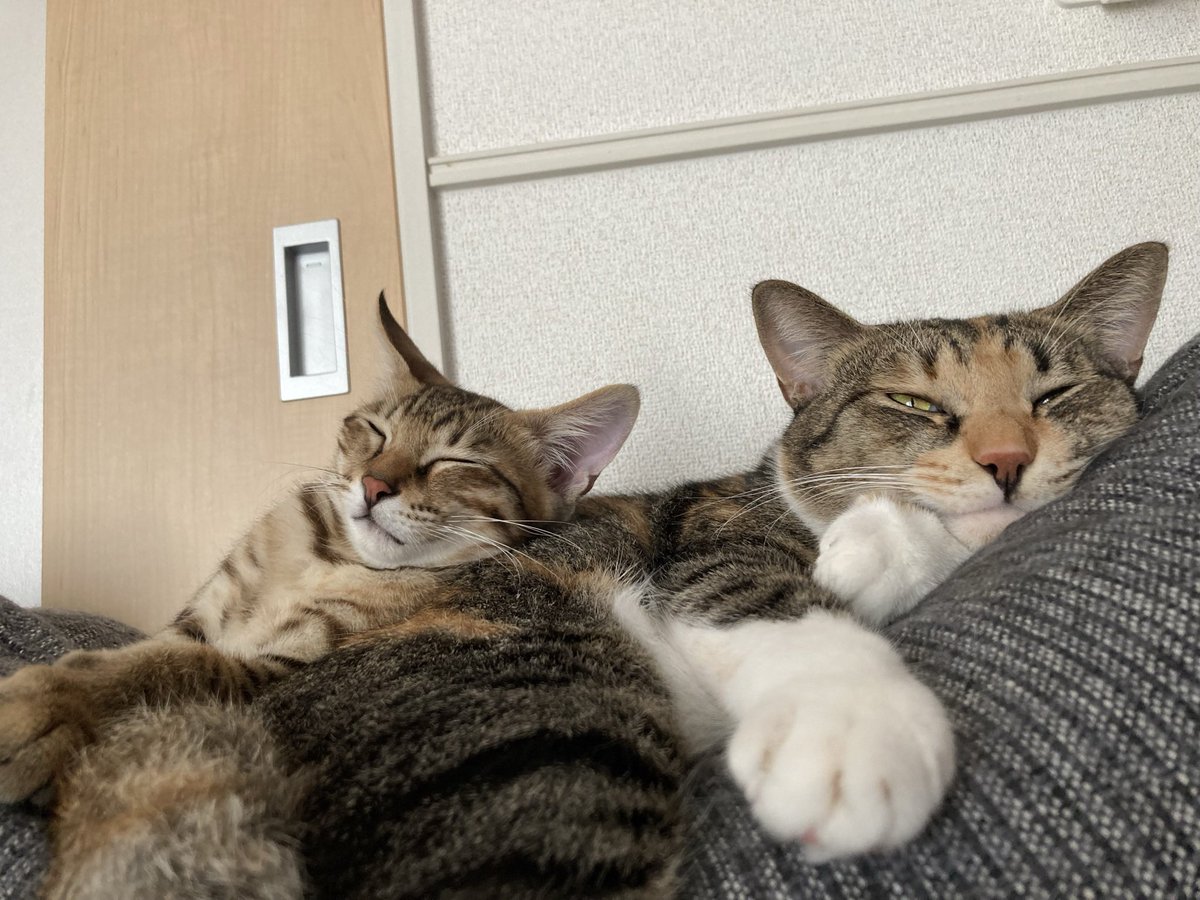 paku1205's tweet photo. 今日は #世界猫の日 🐈🐾
今日も変わらず元気に暮らしていますように。
会えなくても、いつも思ってるよ。
ありがとう。

世界中の猫たちが安心して暮らせますように。
いつもいつまでも猫が大事😸

#猫のいる暮らし https://t.co/83Y1V8gLEl