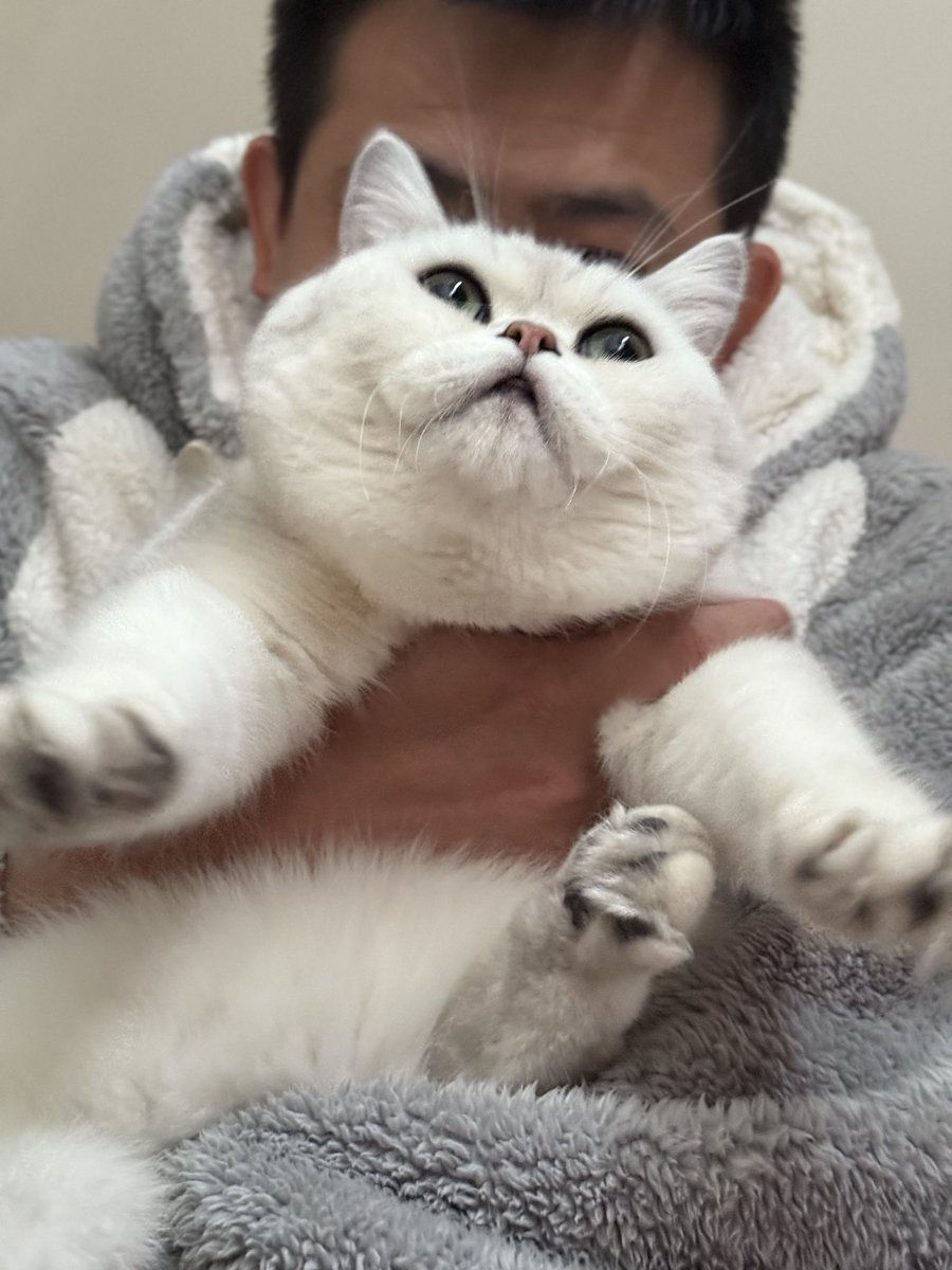 #Vaulta猫咪日 飞天小猪咪来咯。