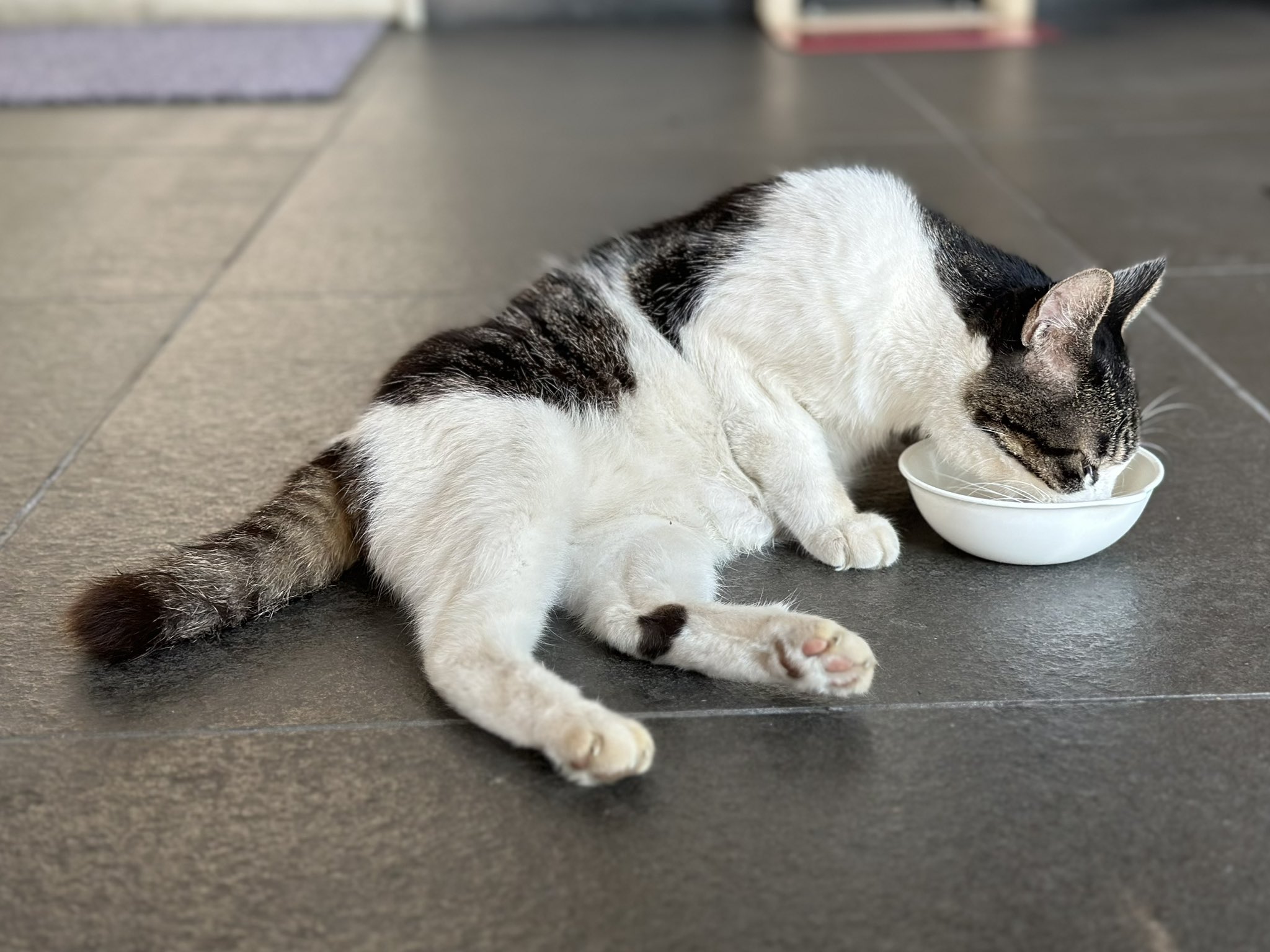 野良猫樣專用。8号送达 のら猫・のら犬Z 300g | 株式会社SHIMADA