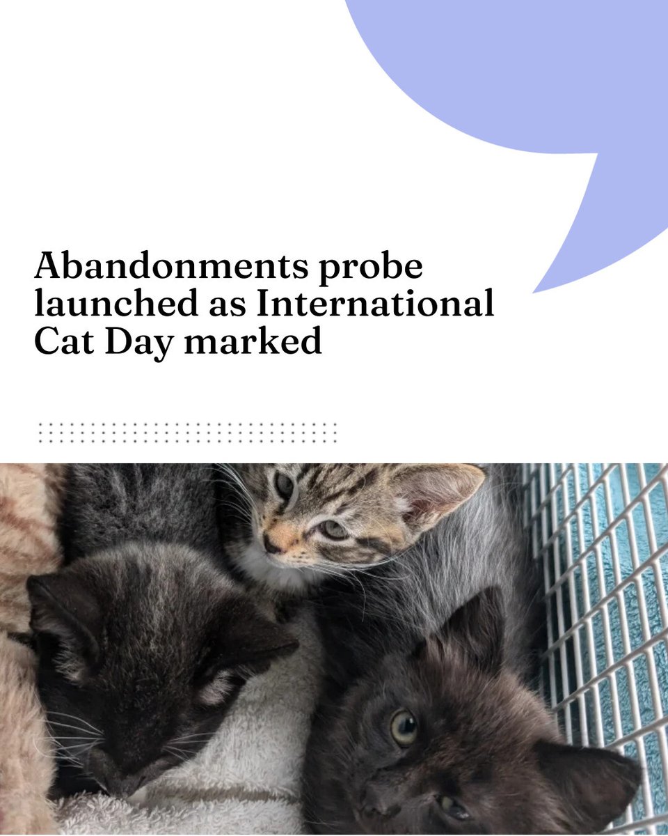 Abandonments probe launched as International Cat Day marked

 vettimes.com/news/vet-nursi…