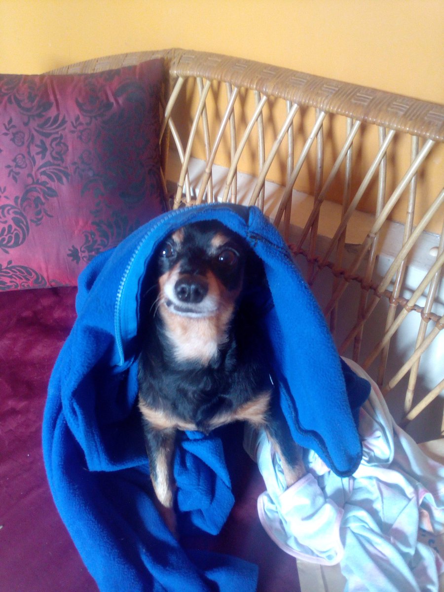 Xcαlibєя 🌐 🇻🇪 tweet media