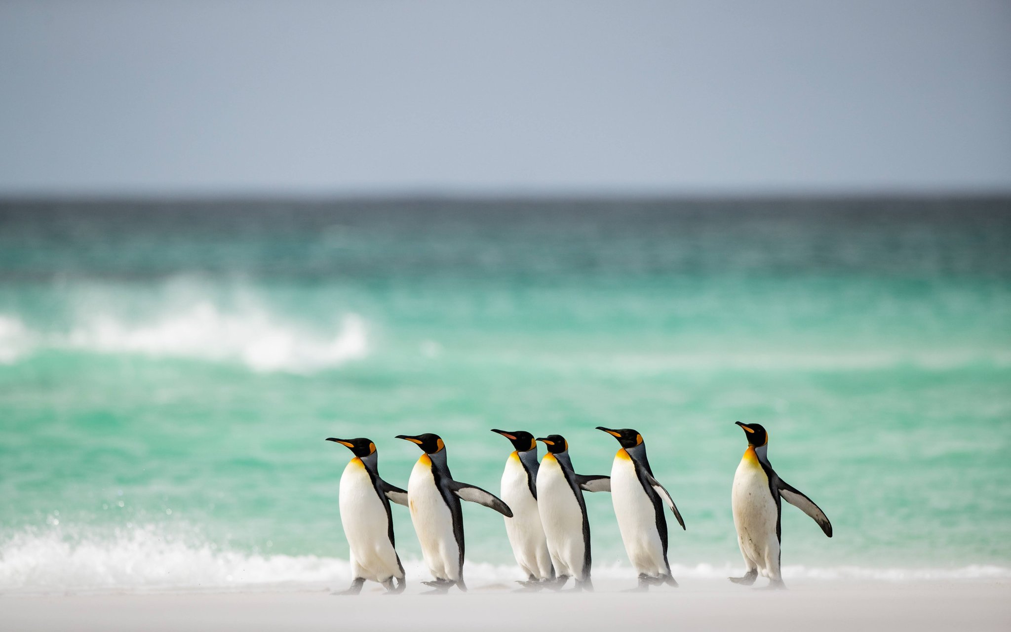 ぺんぎんページ Tomopen＠ペンペンまんが (@penguin259) / X