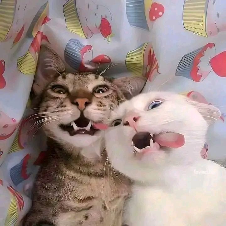 𝙕𝙤𝙚𐙚.⁶ᶜᵒᵈᵉ tweet media