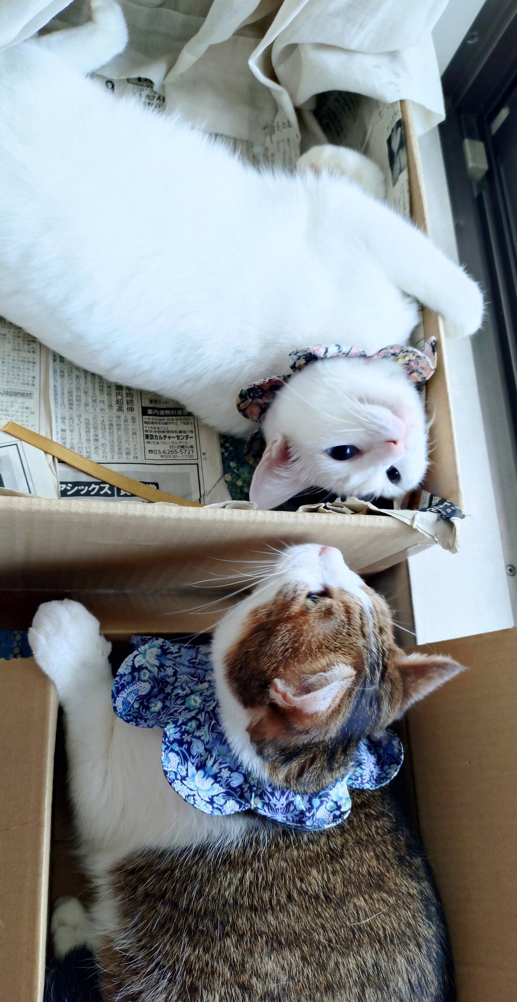 へっぽこ猫　まとめ買いページ ねこにすと62」横浜ワールドポーターズで2023年4月28日（金