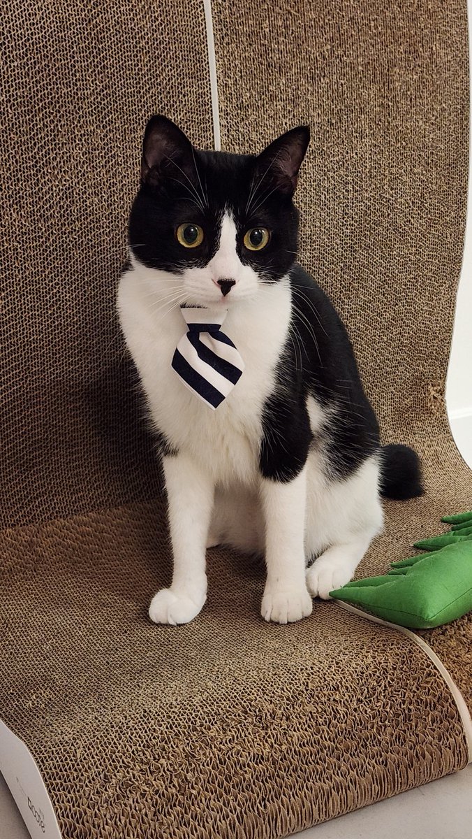 축하합니다 고양이의 날
아무래도 날이 날이니 만큼 턱시도는 터졋지만 넥타이도 해봤어요