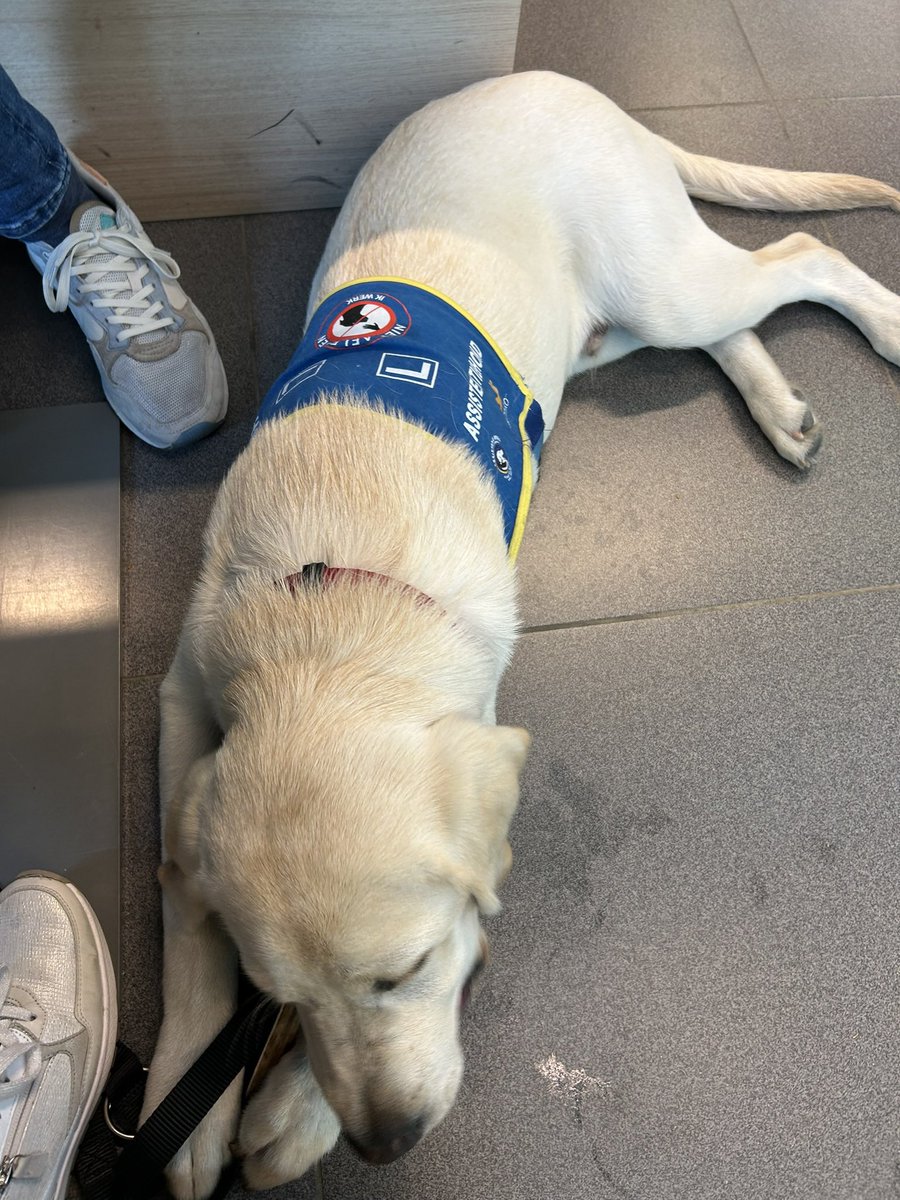 TheAmazingIrish's tweet photo. Deze week ging ik voor het eerst een half dagje met pleegmama mee naar kantoor. Ik deed dat eigenlijk wel goed: op het gemak relax en geen kabels kapot gebeten. In het restaurant heb ik alle kruimels van de vloer opgegeten. Ik zat ook in een lift. https://t.co/POVq7tOwSw