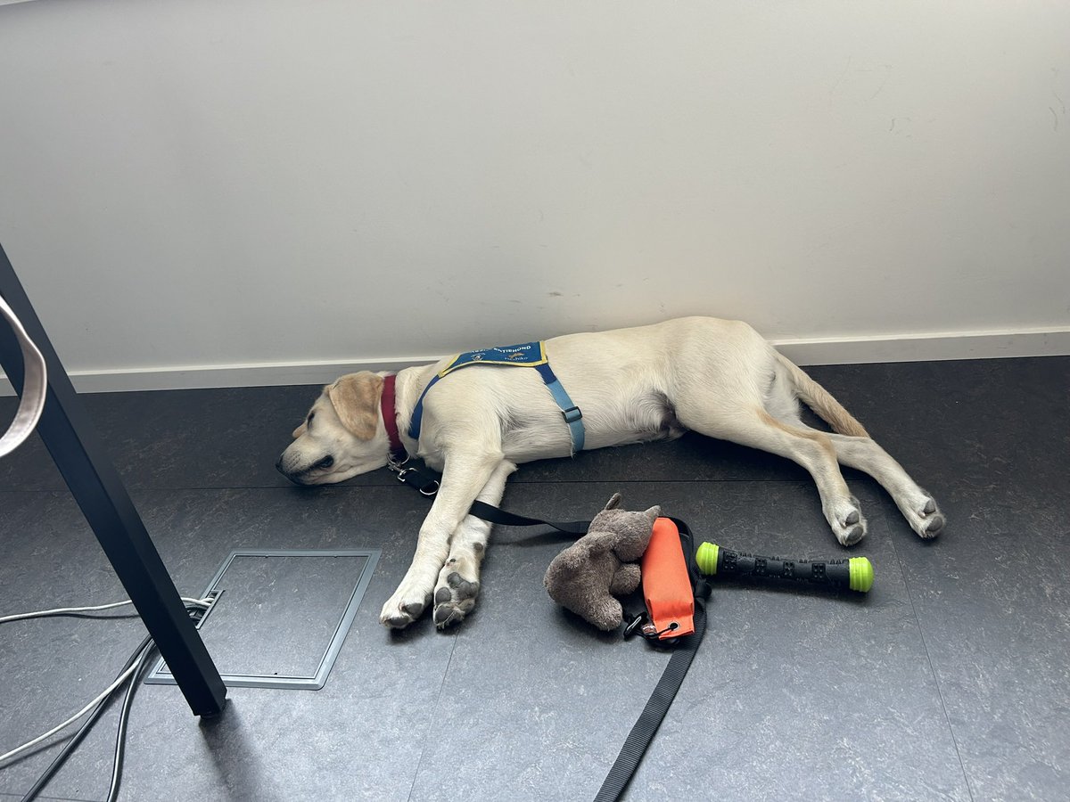 TheAmazingIrish's tweet photo. Deze week ging ik voor het eerst een half dagje met pleegmama mee naar kantoor. Ik deed dat eigenlijk wel goed: op het gemak relax en geen kabels kapot gebeten. In het restaurant heb ik alle kruimels van de vloer opgegeten. Ik zat ook in een lift. https://t.co/POVq7tOwSw