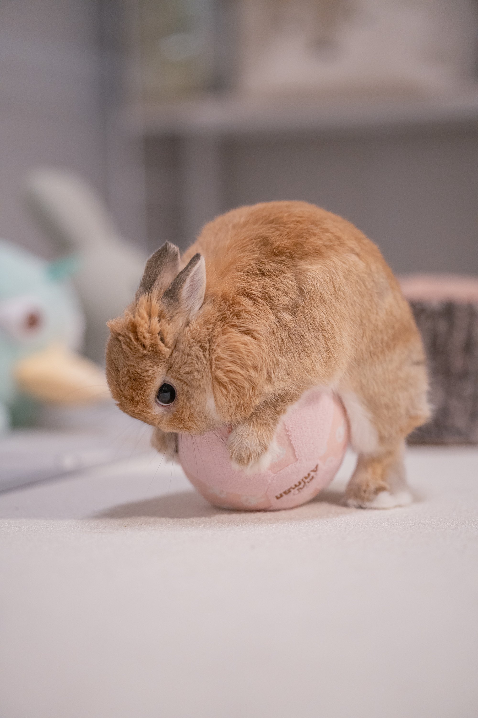 うさぎのうに🐰 on X: 