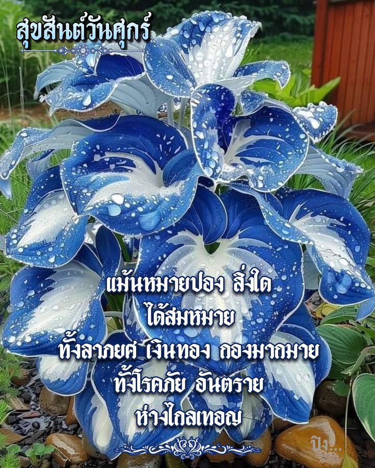 Niran Thipdararat tweet media