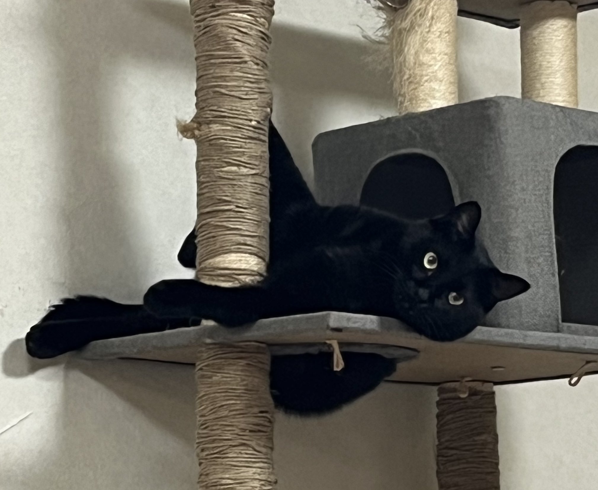 猫C 最終値下げしました！ 【公式通販】