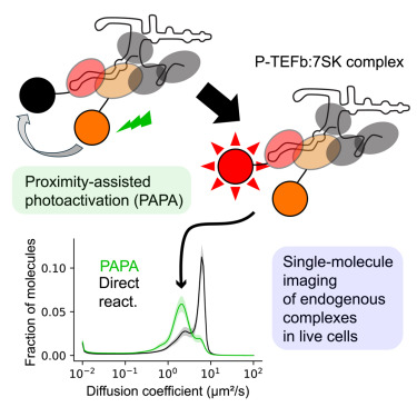 Single-molecule live imaging of subunit interactions and exchange within cellular regulatory complexes dlvr.it/TMN6gv