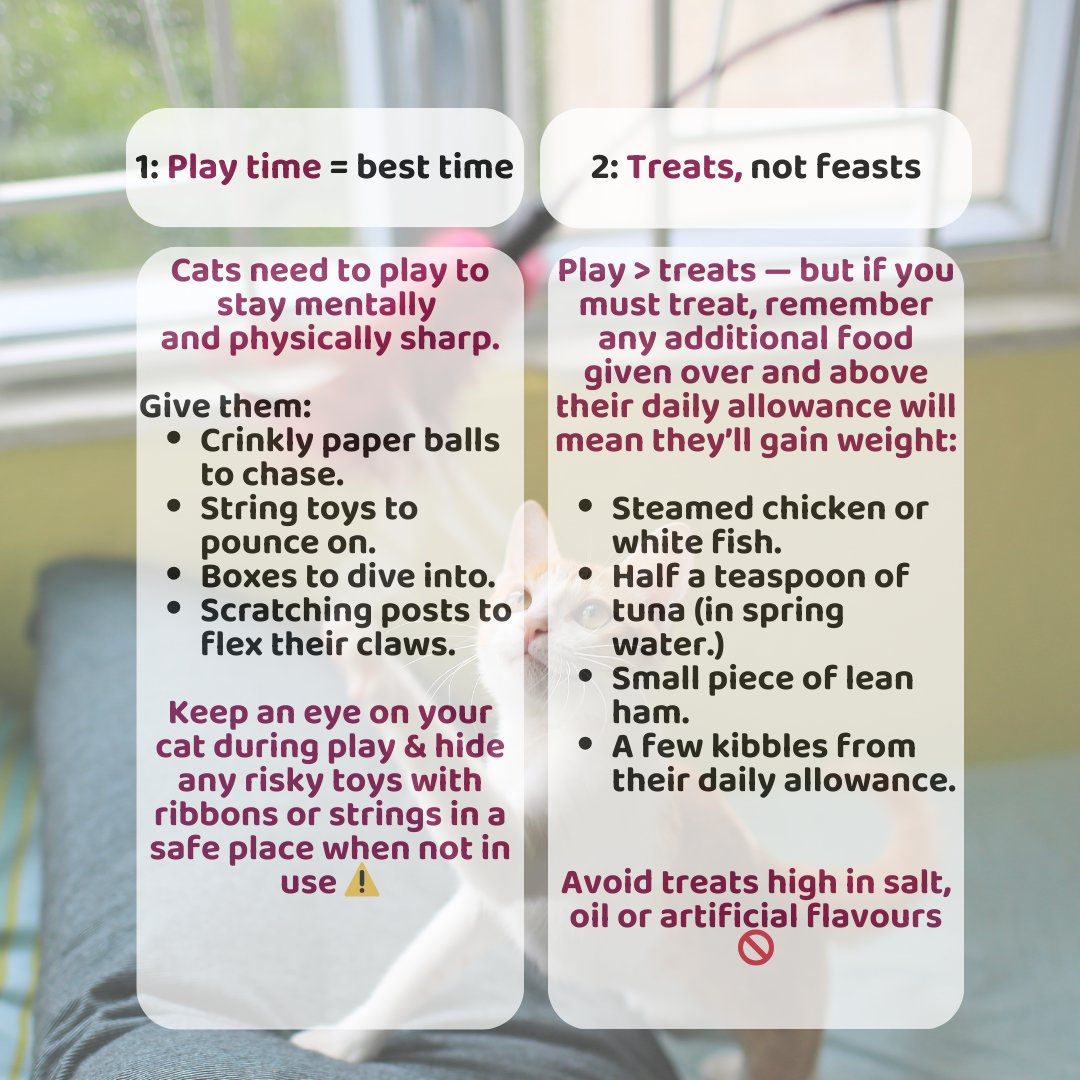 PetsLifeUK tweet picture
