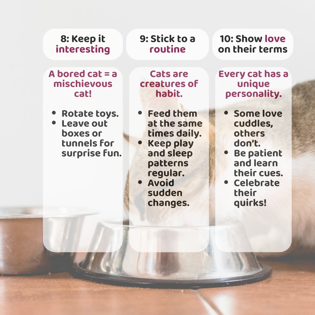 Happy International Cat Day! 🐱

Here are our top 10 purrrfect tips to keep your cat happy and healthy.

How are you celebrating your cat today?

#InternationalCatDay #CelebrateCats