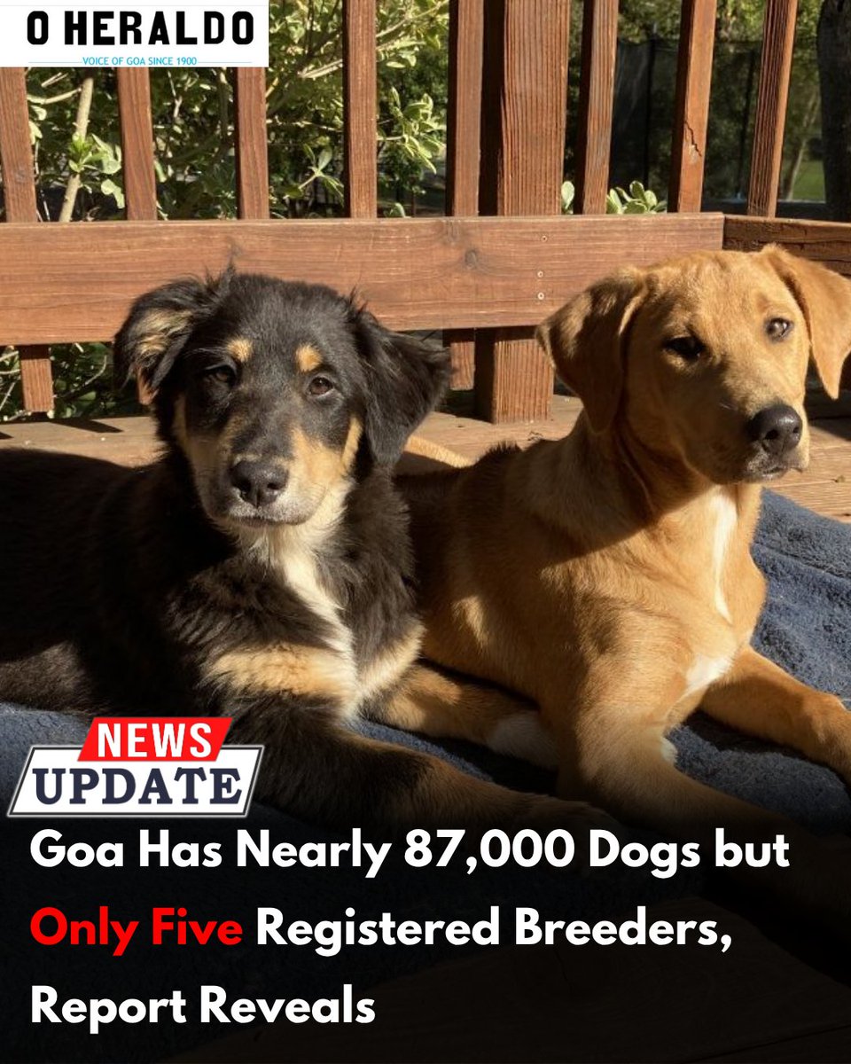 oheraldogoa's tweet photo. Official data from Animal Husbandry Minister Nilkant Halarnkar shows Goa’s dog population nearing 87,000, with only five unique registered breeders, pointing to serious oversight challenges in breeding regulation and stray management across the state.
#goanews #dogpopulation https://t.co/hTodZqpnzK