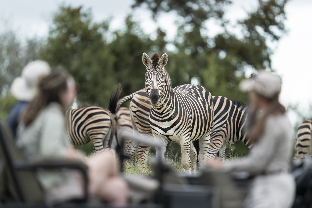 Sable Camp 🏡🍃🤠 #safari