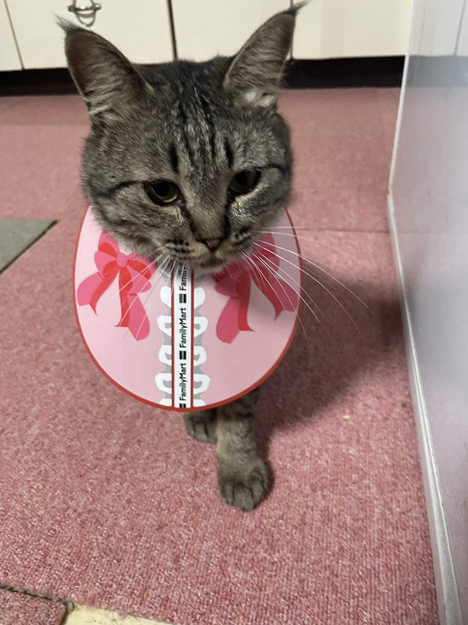 ♡ねこページ♡ 何か訴えルーチェ🐈‍⬛ 🐈‍⬛「じーーーーーっでちっ👀」 おはな