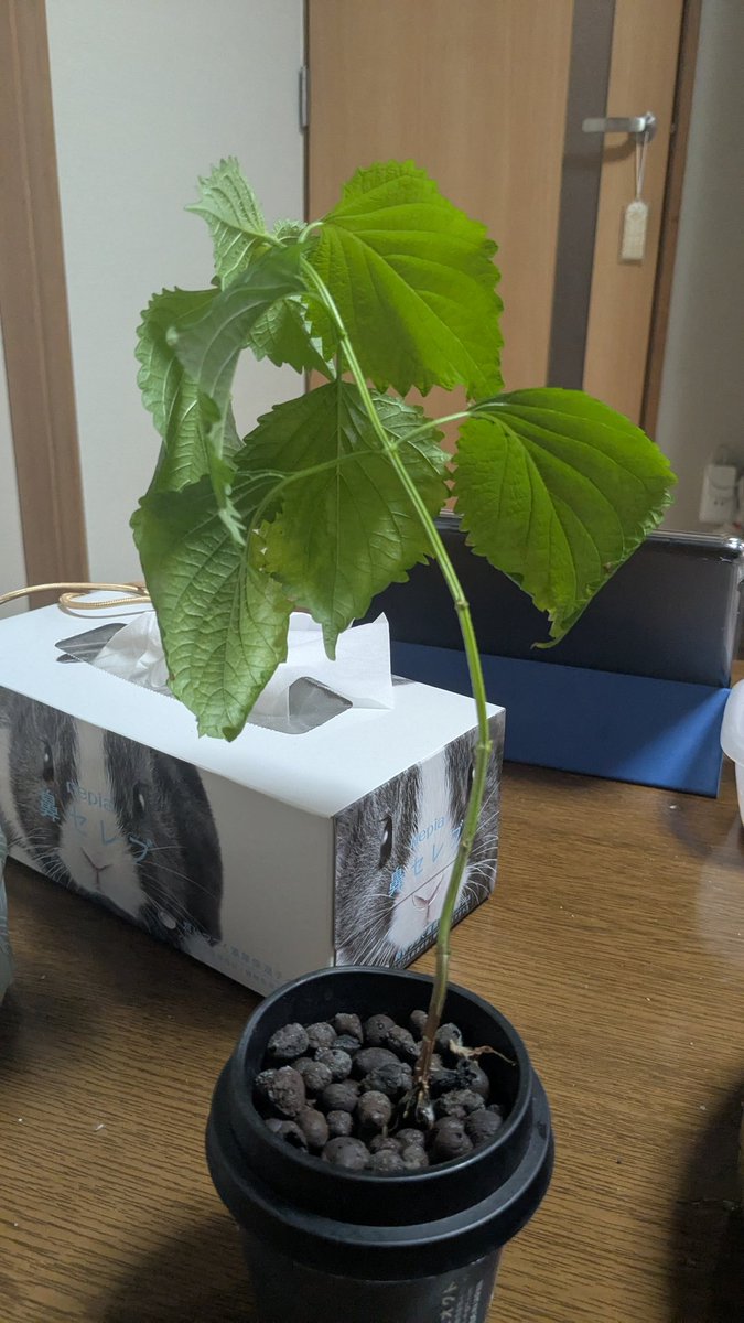 しそ君、したから葉っぱむしってたからだいぶひょろ長くなってしまった。
そろそろ切り戻し試してみるか。
あと、上の部分水につけて発根も試してみるか