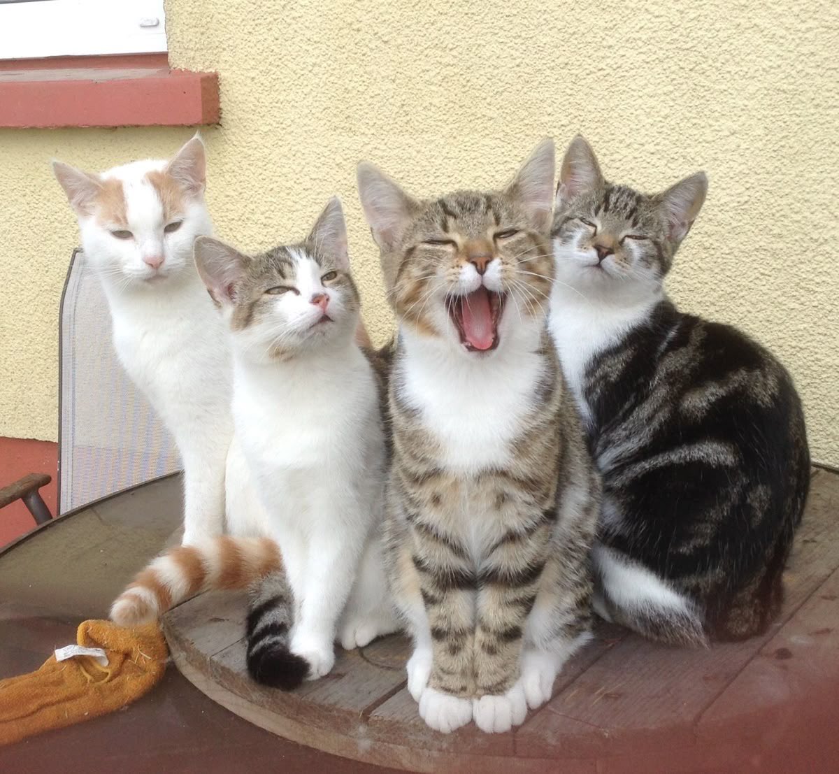 _Jitachi's tweet photo. Happy international miaw miaw day. *^~^ https://t.co/FWavzrxhgs