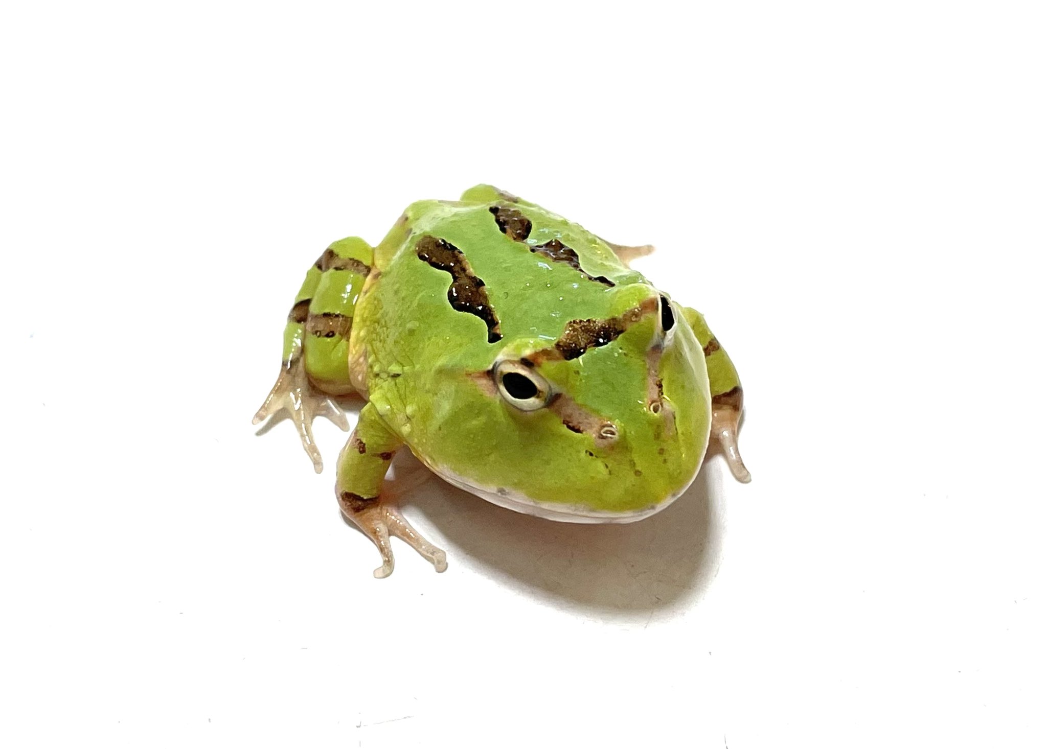 yeitao 大眼　ツノガエル　グロボーサ yeitao 大眼 ツノガエル グロボーサ yeitao 大眼 ツノガエル