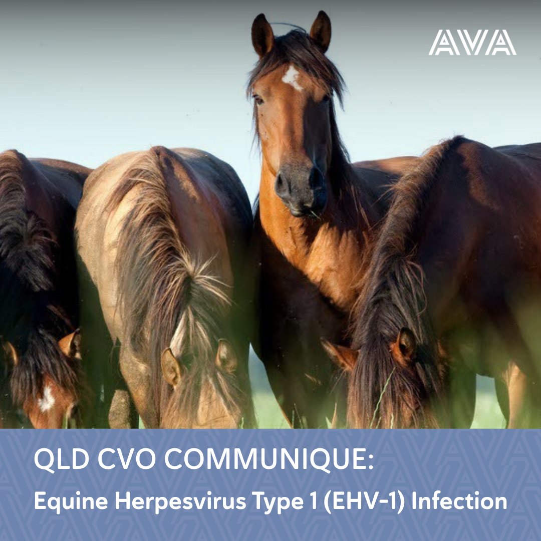 Australian Veterinary Association (@austvetassoc) on Twitter photo QLD Chief Veterinary Officer Dr Fiona Thompson has issued information on 2 equine herpesvirus type 1 (EHV-1) cases detected in the Townsville and Toowoomba regions. 
Find out more:
➡️ bit.ly/4mxudEk 
➡️ bit.ly/3UfBjkR 
#australianveterinaryassociation QLD Chief Veterinary Officer Dr Fiona Thompson has issued information on 2 equine herpesvirus type 1 (EHV-1) cases detected in the Townsville and Toowoomba regions. 
Find out more:
➡️ bit.ly/4mxudEk 
➡️ bit.ly/3UfBjkR 
#australianveterinaryassociation