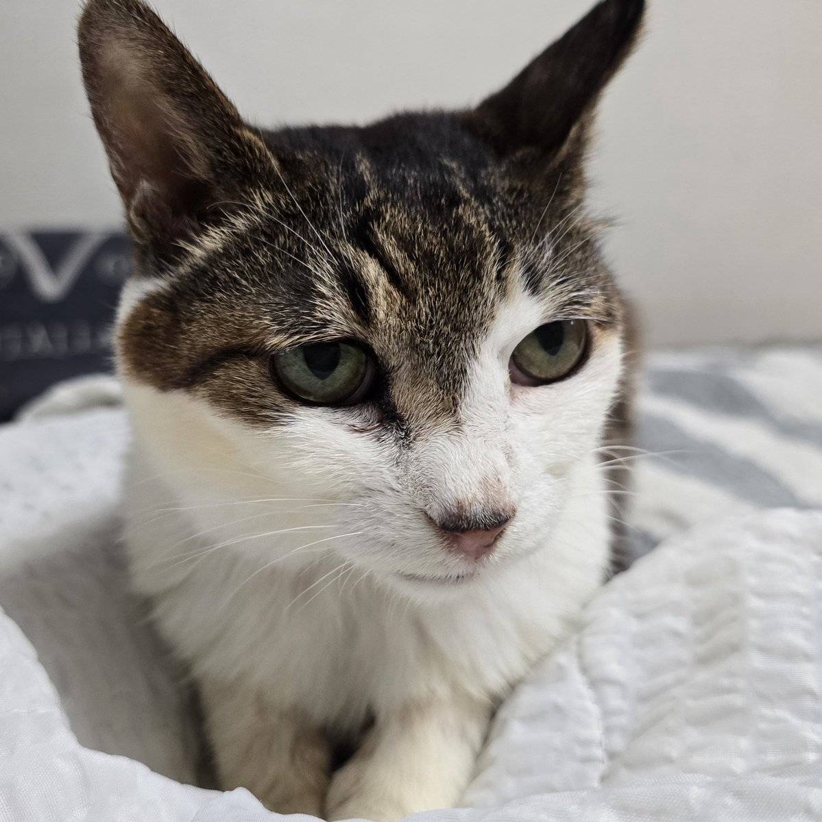 세계 고양이날을 맞아,작년 7월말 길어야 1년이라는 시한부 선고를 받았지만 1년을 넘겨서 잘 버티고 있는 신부전 말기인 우리 꽁치가 힘낼 수 있도록  트위타 인생 처음으로 무한 리트윗과 맘찍을 부탁드립니다.