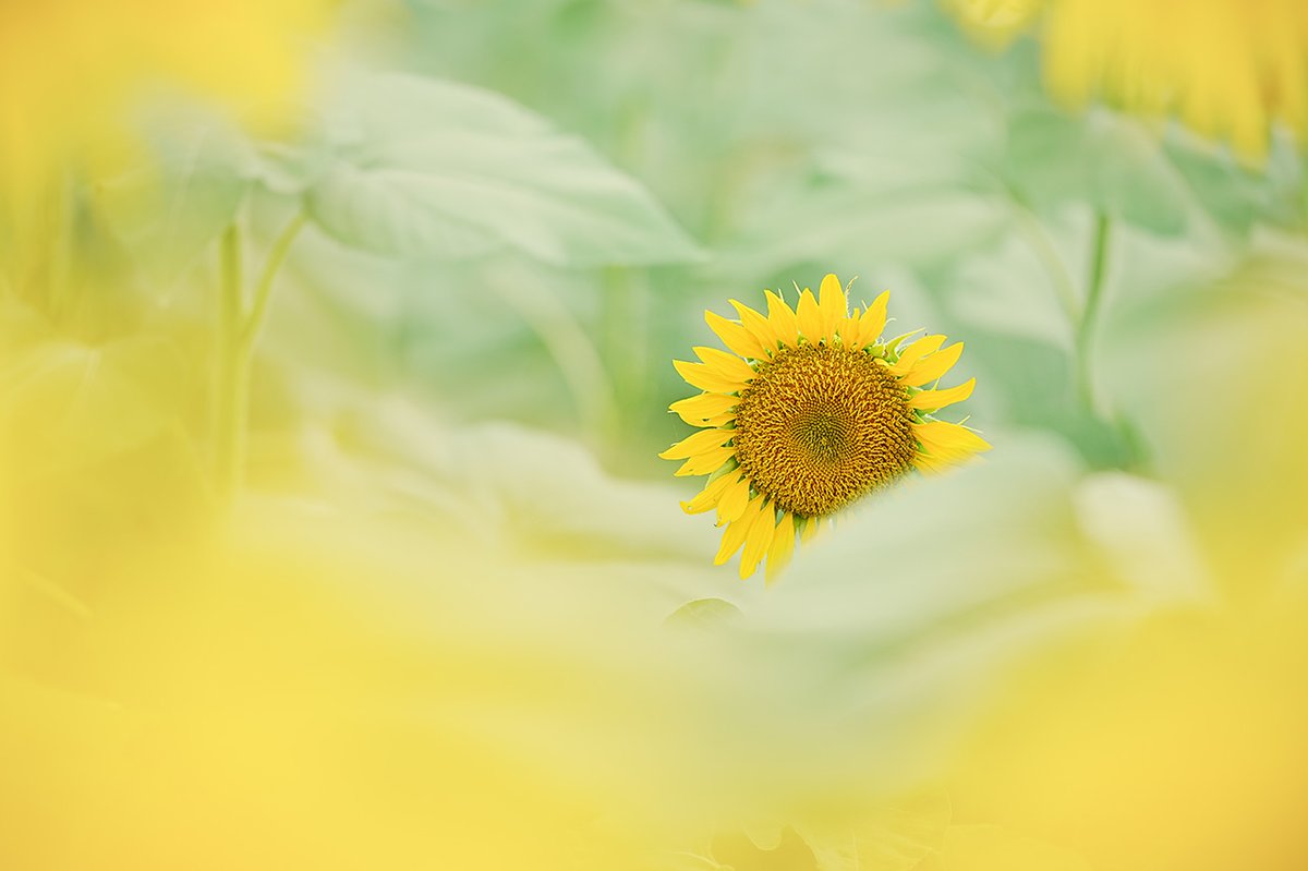 新しい表現を追うプロフェッショナルにより生み出された作品をpick upする「NEWgeneration」より、本日ご紹介したい作品はこちら🌻

「here」

撮影：北村佑介 <a href="/KEY8969/">北村 佑介 ~花の写真~🐶</a>

使用機材：#α7IV

sony.jp/ichigan/a-univ…