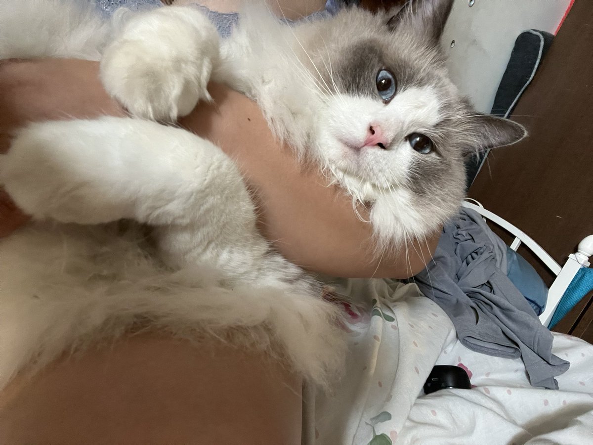 出番だよレオ
 #世界猫の日