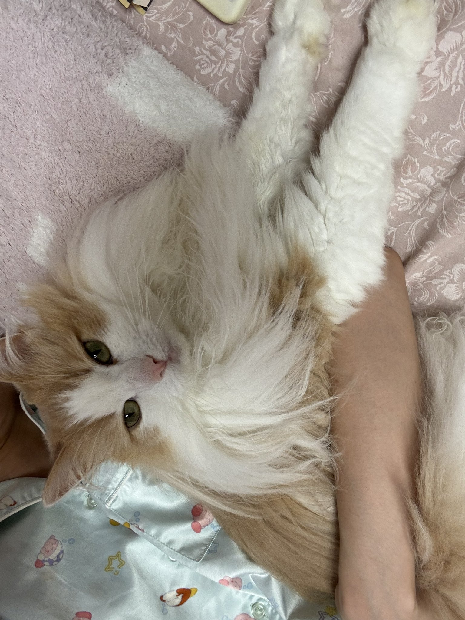 キュアタカナ警察【逆境】 on X: 