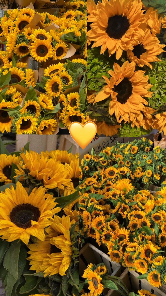 SUNFLOWER 🌻 tweet media