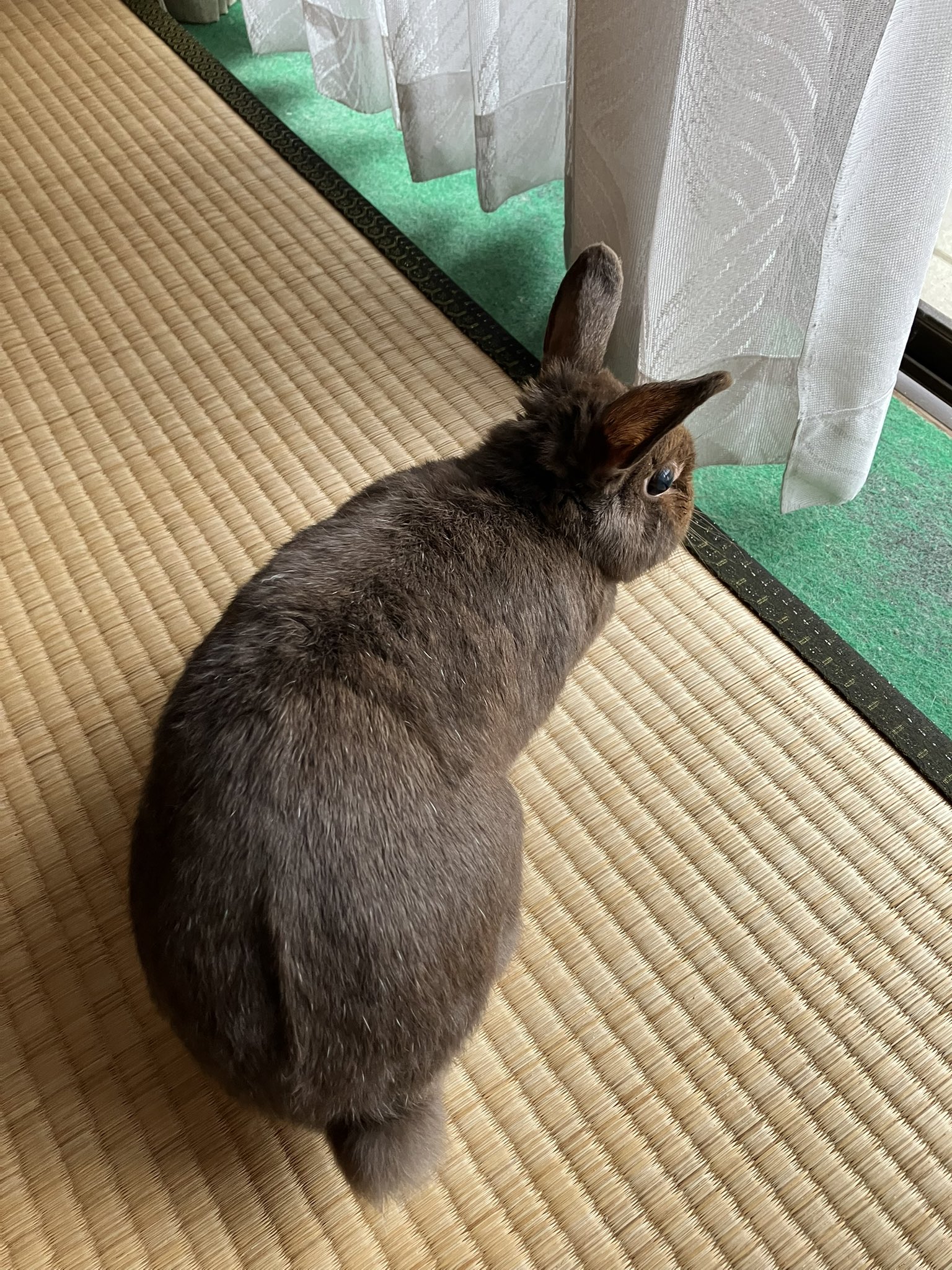 しぐれ on X: 