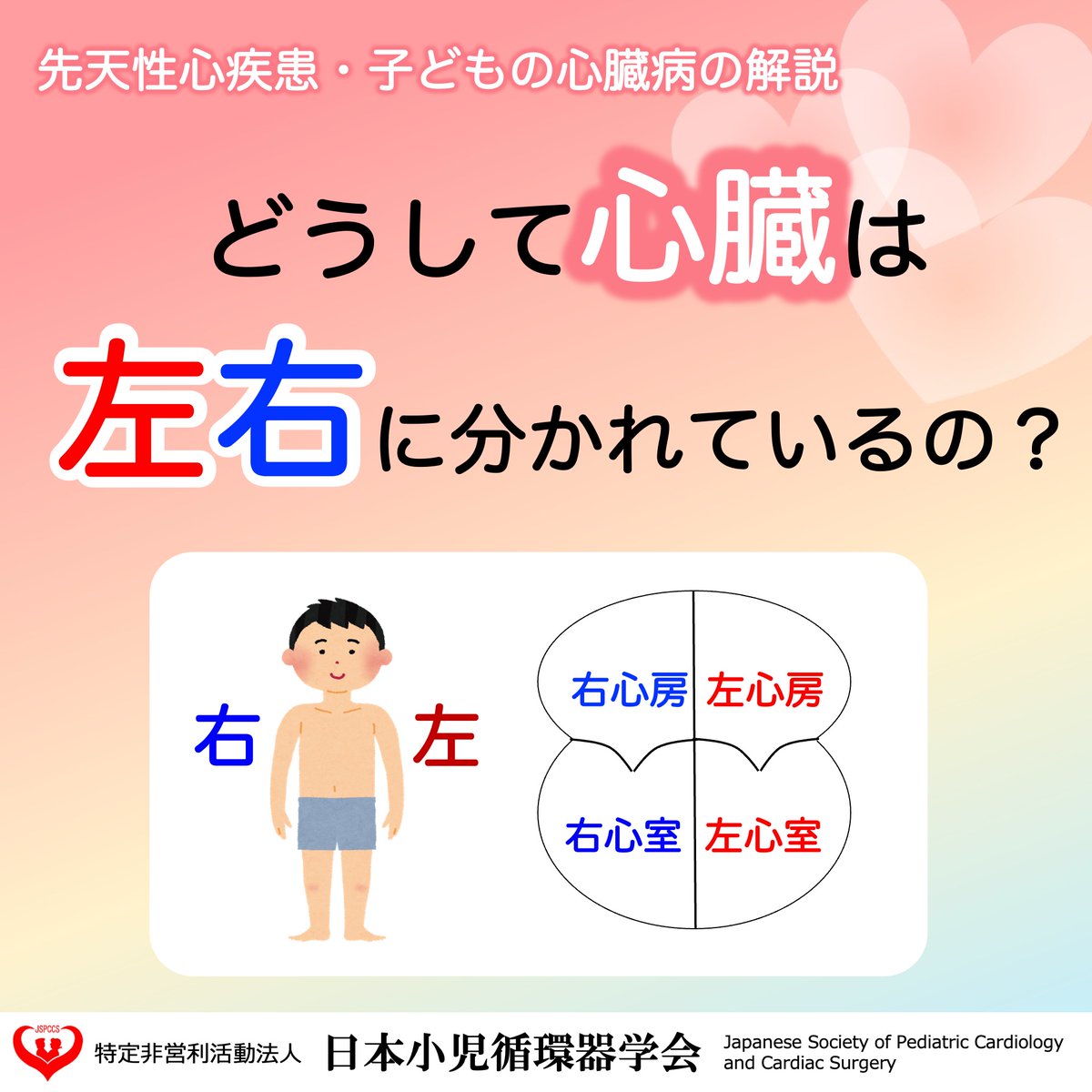 JSPCCS's tweet image. 【公式Instagramより】

❤️子どもの心臓病の解説 ❤️
 
＼どうして心臓は左右に分かれているの？／

今回は心臓のキホンをについて復習！
実は、先天性心疾患を理解するために
とっても大事なポイントです！
 
♡･････♡･････♡･････♡･････♡･････♡
詳しい内容は……