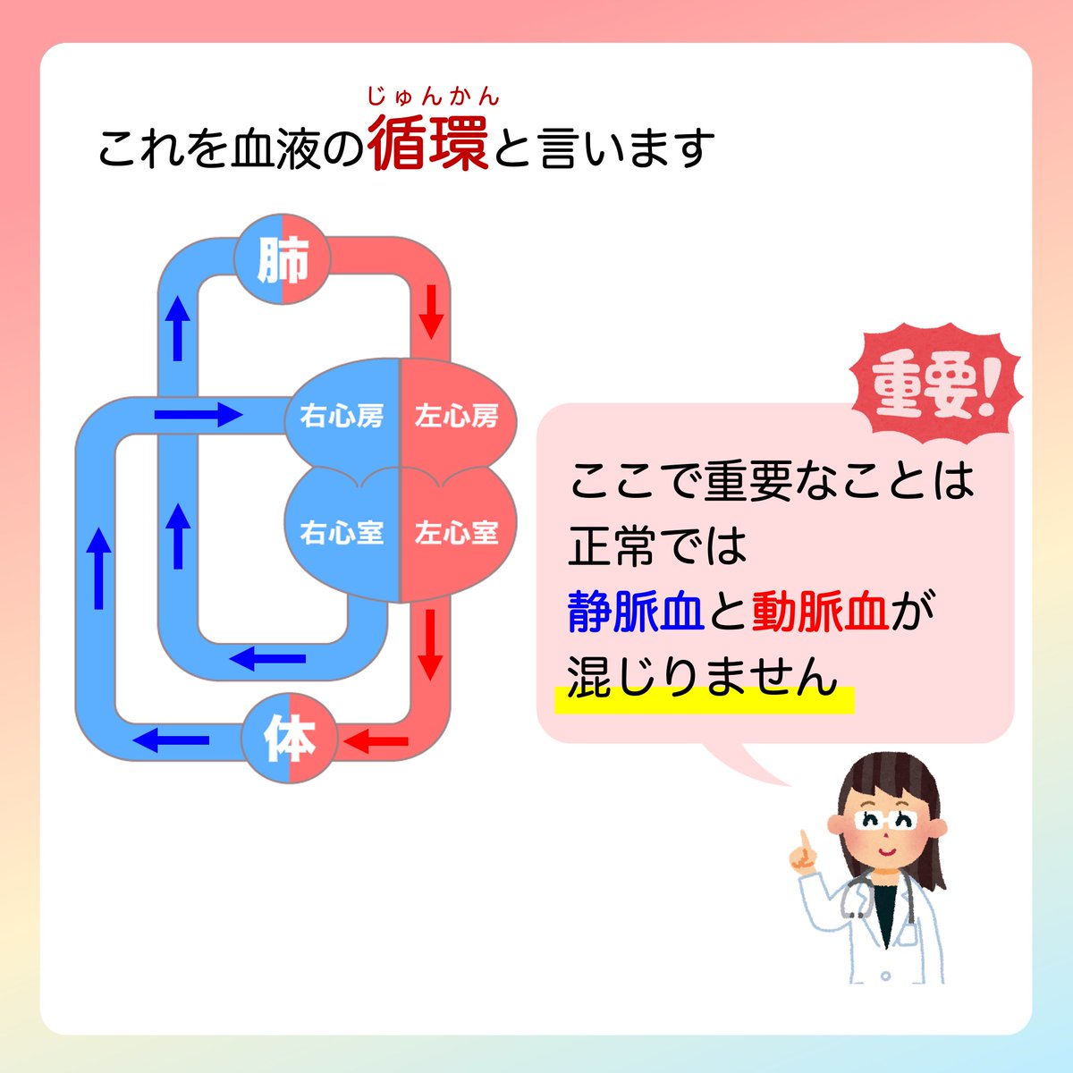 JSPCCS's tweet image. 【公式Instagramより】

❤️子どもの心臓病の解説 ❤️
 
＼どうして心臓は左右に分かれているの？／

今回は心臓のキホンをについて復習！
実は、先天性心疾患を理解するために
とっても大事なポイントです！
 
♡･････♡･････♡･････♡･････♡･････♡
詳しい内容は……