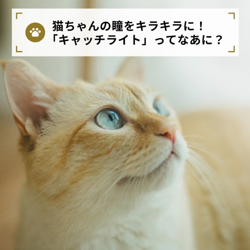 「私にも撮れた！」の感動体験を広げるために、公式Instagram [αcafe表現レシピ]では毎週撮影テクニックを紹介しています。
今週のおすすめテクニックをXでもご紹介！

＼🐈猫ちゃんの瞳をキラキラに！
「キャッチライト」ってなあに？🐈‍⬛／

by　加藤 光

＃表現レシピ
acafe.msc.sony.jp/info/tips/tips…