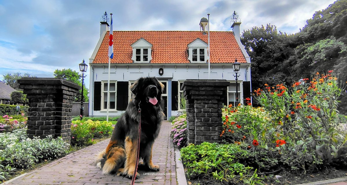 JSJohanPeters's tweet image. Waarnemend burgervader rust even uit voor zijn werkplek. 
@PetraDoornenbal @SchoorHenk
#Leonberger @gem_Renswoude