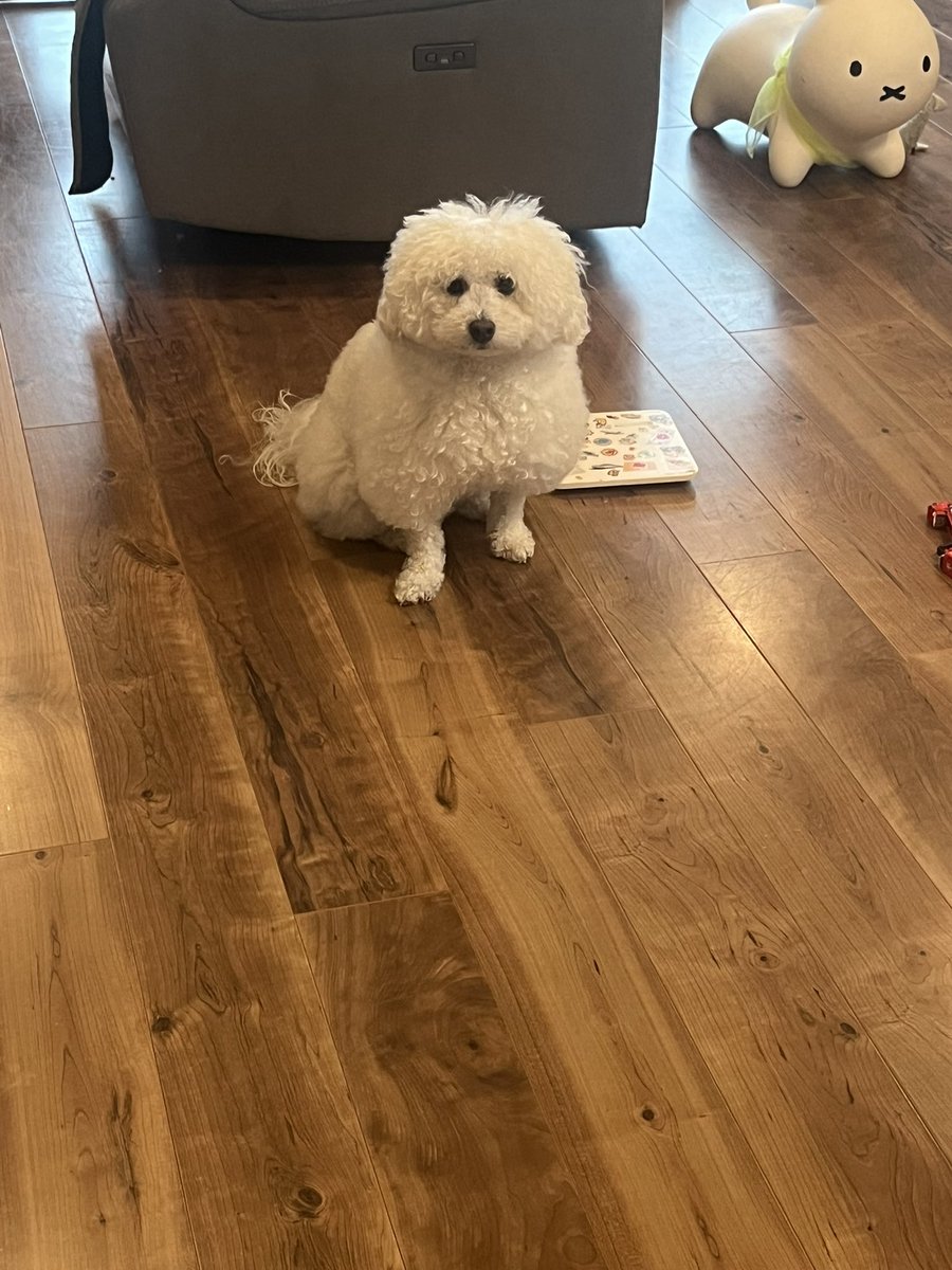 散歩いこうと家出た瞬間ドカ雨きて終わった