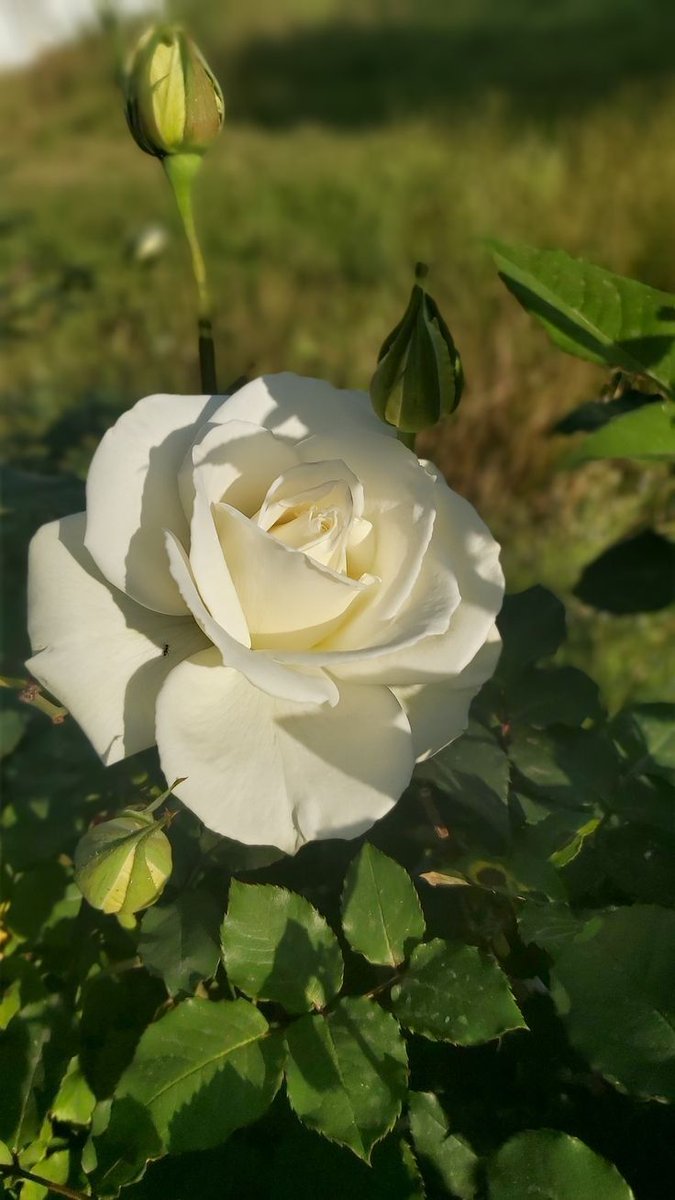 Bakara-152- “Öyleyse beni zikredin ki ben de sizi zikredeyim. Bana şükredin ve bana nankörlük etmeyin." 
#Hayırlı_Cumalar 🌸
Rabbim bizleri daim zikredenlerden, nimetlerine hamd edenlerden eyle, seni unutan nankör ve vefasızlardan eyleme..🤲