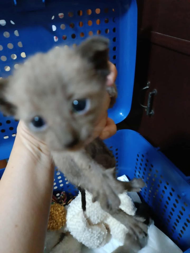 CatsterClub's tweet photo. 🏡หาบ้านให้น้องแมว🏡

น้องเหมือนวิเชียรมาศ 2 ตัว ดำสนิท 1 ตัวค่ะ 
ตายังลืมไม่เต็มที่เลยยังไม่รู้ว่าสีอะไรค่ะ 
แม่แมวไปคลอดไว้ในบ้านร้าง  
เมตตาน้องด้วยนะคะ ตอนนี้พี่ป้อนนมแพะให้ทุก 3 ชม.กระตุ้นฉี่ อึ พอโตกว่านี้จะพาไปตรวจโรค ฉีดวัคซีนค่ะ 

ติดอยู่บนรางน้ำ 6 วัน ได้นมไป 2 วันดูสดชื่นขึ้น หลังป้อนนมกระตุ้นฉี่ อึ แล้วเอามาวางไว้บนกะบะทราย (มีอาจารจากพันทิปสอนเลี้ยงเยอะอยู่ค่ะ)  

พิกัด ซ.ทองหล่อ 25 
ติดต่อ โทร 081 4439946
