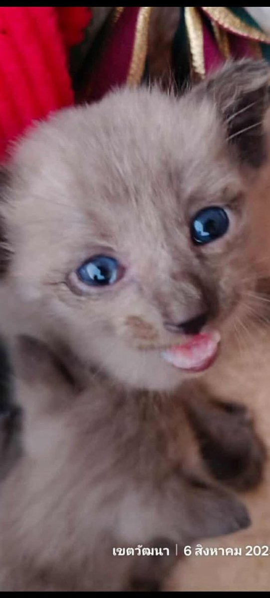 CatsterClub's tweet photo. 🏡หาบ้านให้น้องแมว🏡

น้องเหมือนวิเชียรมาศ 2 ตัว ดำสนิท 1 ตัวค่ะ 
ตายังลืมไม่เต็มที่เลยยังไม่รู้ว่าสีอะไรค่ะ 
แม่แมวไปคลอดไว้ในบ้านร้าง  
เมตตาน้องด้วยนะคะ ตอนนี้พี่ป้อนนมแพะให้ทุก 3 ชม.กระตุ้นฉี่ อึ พอโตกว่านี้จะพาไปตรวจโรค ฉีดวัคซีนค่ะ 

ติดอยู่บนรางน้ำ 6 วัน ได้นมไป 2 วันดูสดชื่นขึ้น หลังป้อนนมกระตุ้นฉี่ อึ แล้วเอามาวางไว้บนกะบะทราย (มีอาจารจากพันทิปสอนเลี้ยงเยอะอยู่ค่ะ)  

พิกัด ซ.ทองหล่อ 25 
ติดต่อ โทร 081 4439946