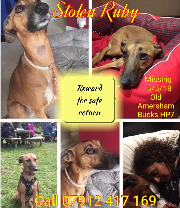 MissingPetsGB's tweet image. Social media can play a big role in getting a #stolen #dog located.
Please please look at Ruby - stolen #theftbyfinding from Amersham #UK on May 5 2018
We are still searching for Ruby. Please dm us in confidence if you have any information 🙏 #FindRubyFriday
