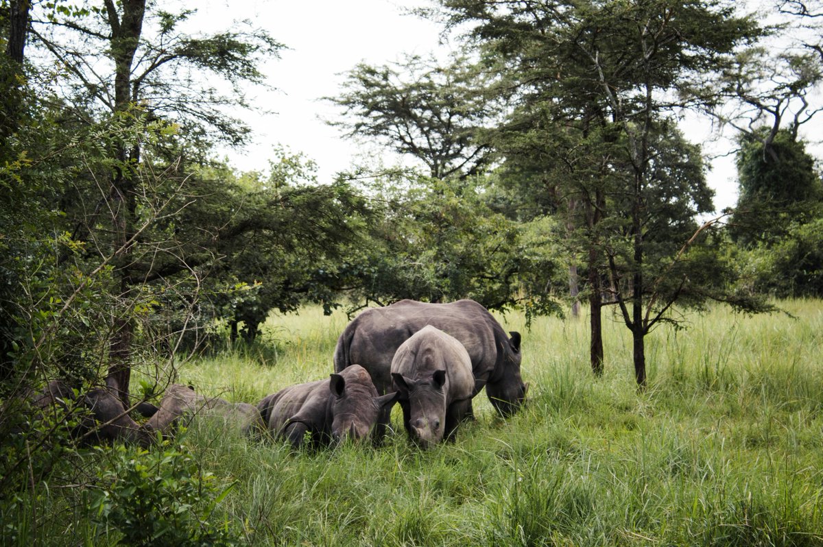 Gentle Giants Safaris - DMC tweet media
