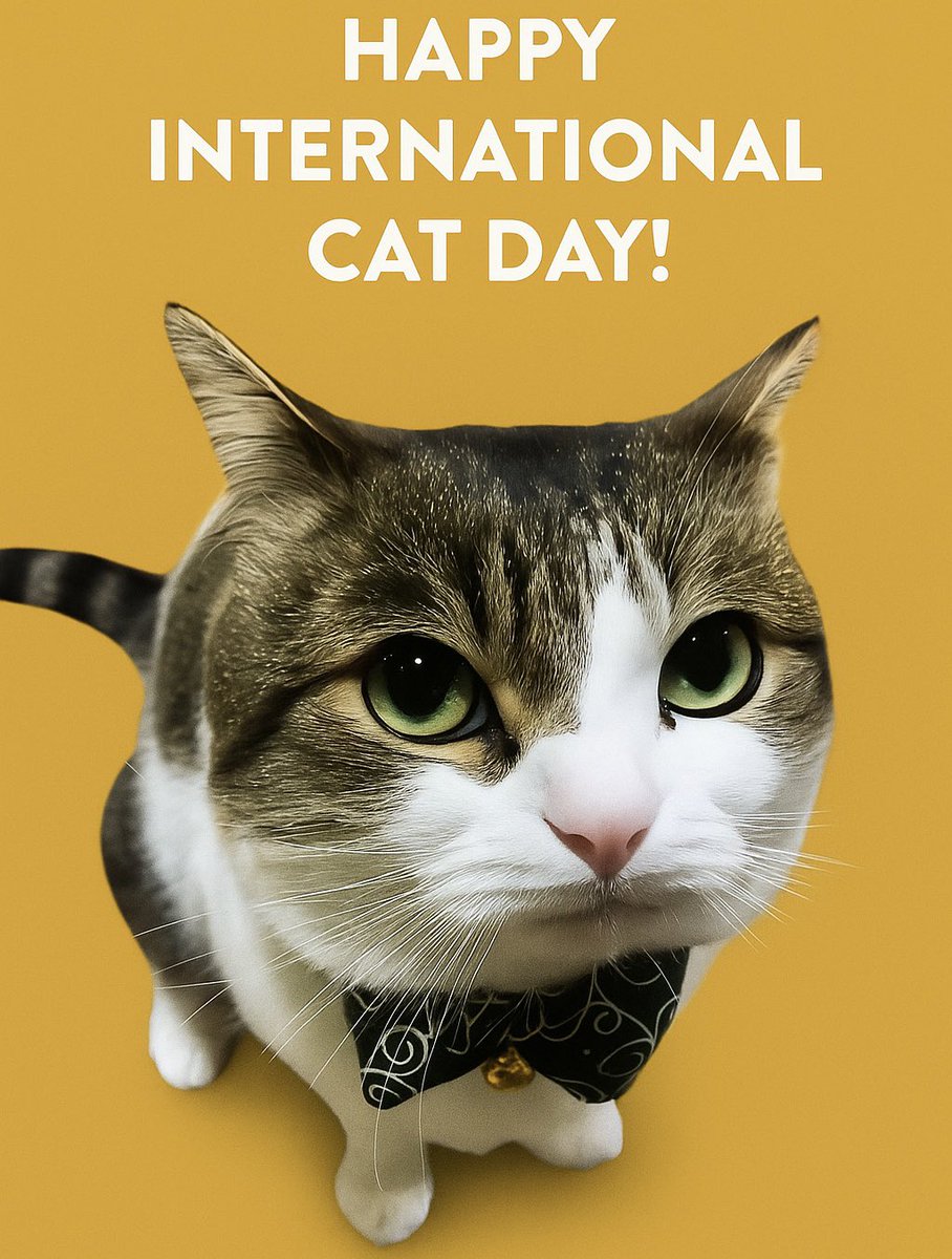 #世界猫の日 #WorldCatDay