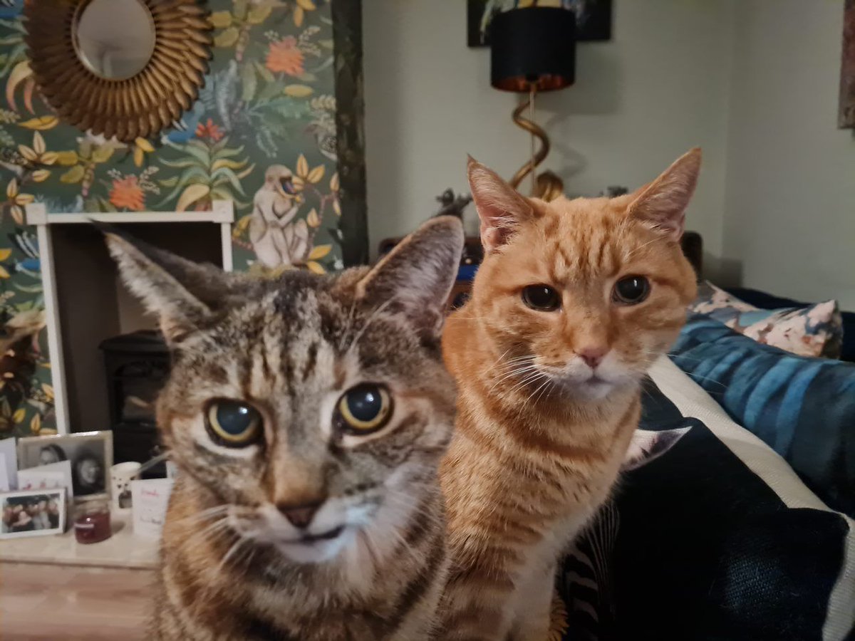 Celebrate International Cat Day with a quick hello to the charming felines of South East Employers! Whether you're a proud cat parent or simply an admirer of these elegant animals, today is the perfect day to share your love for them. #InternationalCatDay #CatsofSEE