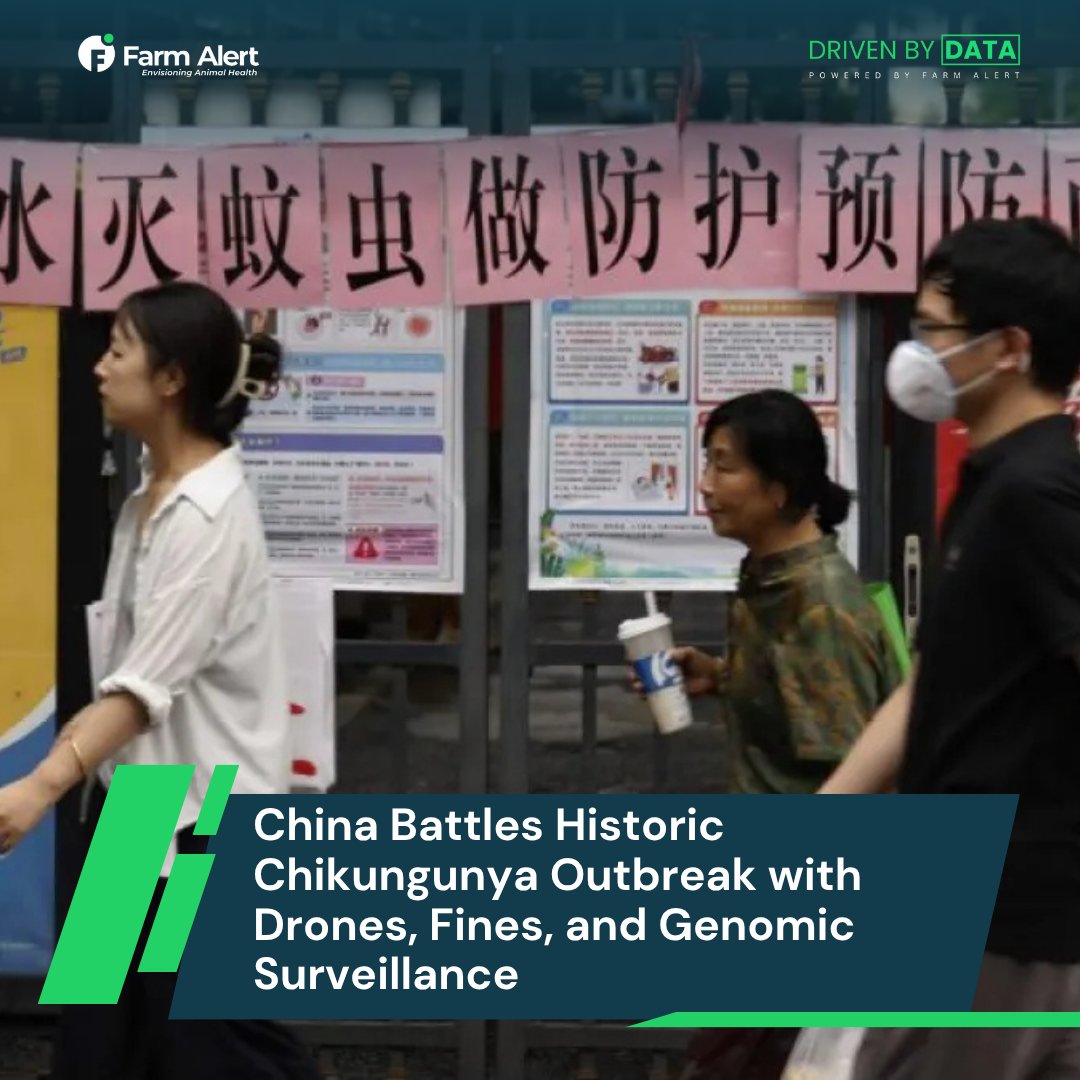 China’s Largest Chikungunya Outbreak
Over 8,000 cases in Foshan, Guangdong.
Authorities use drones, fines &amp; spraying to stop Aedes mosquitoes.

Read more: farmalert.online/2025/08/08/chi…

Inigo #BallonDor Lexus #BBNaija