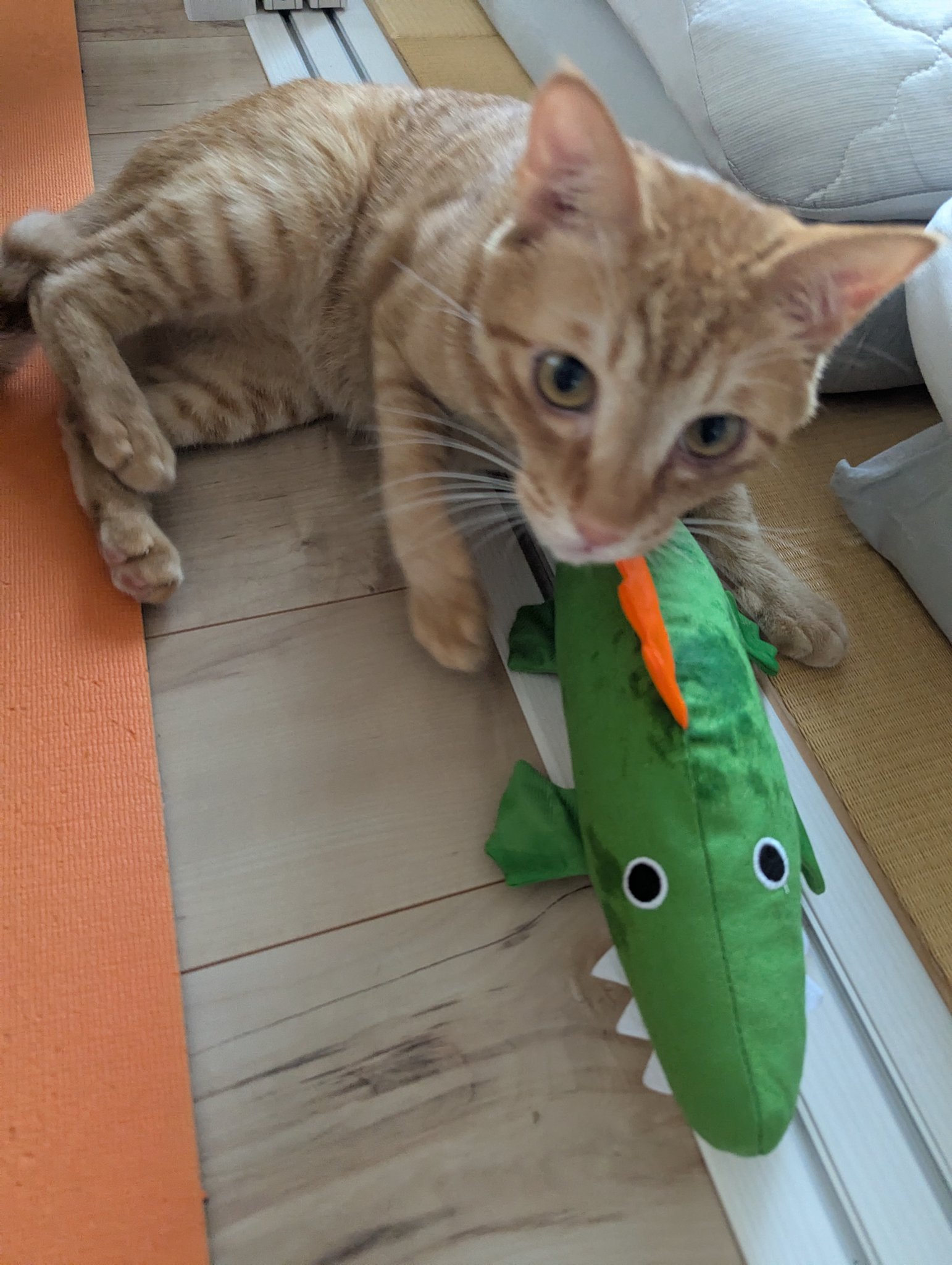 メルねこ ねこちゃんおせわセット - メルちゃんなかよしSHOP