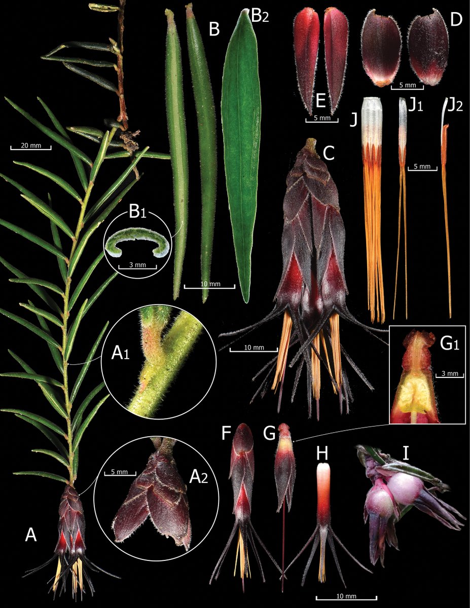 PhytoKeys's tweet photo. From the Cordillera del Cóndor in Ecuador, a new species of 𝐶𝑒𝑟𝑎𝑡𝑜𝑠𝑡𝑒𝑚𝑎 with nearly tubular leaves is described and illustrated. 

🔗 https://t.co/w3JZCCBWEj 

#Ericaceae https://t.co/Hm4ecgdjI6