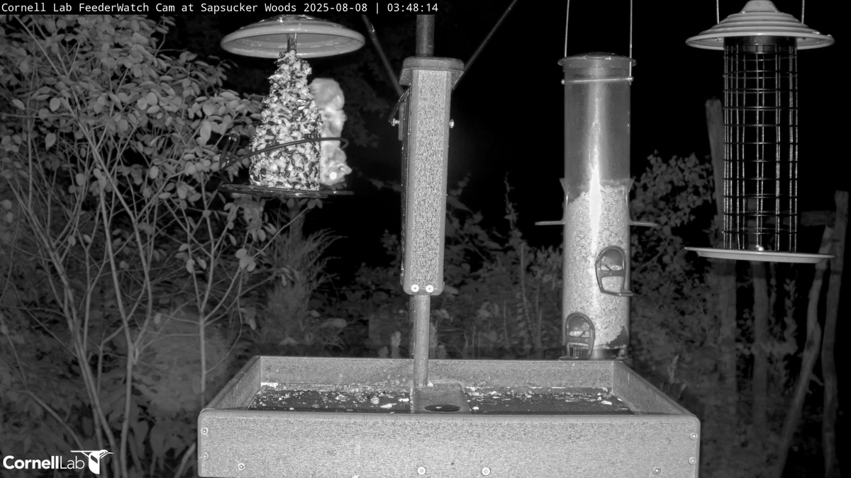 03:35, 8/8   Good morning, feeder fans, everywhere!  #cornellfeeders