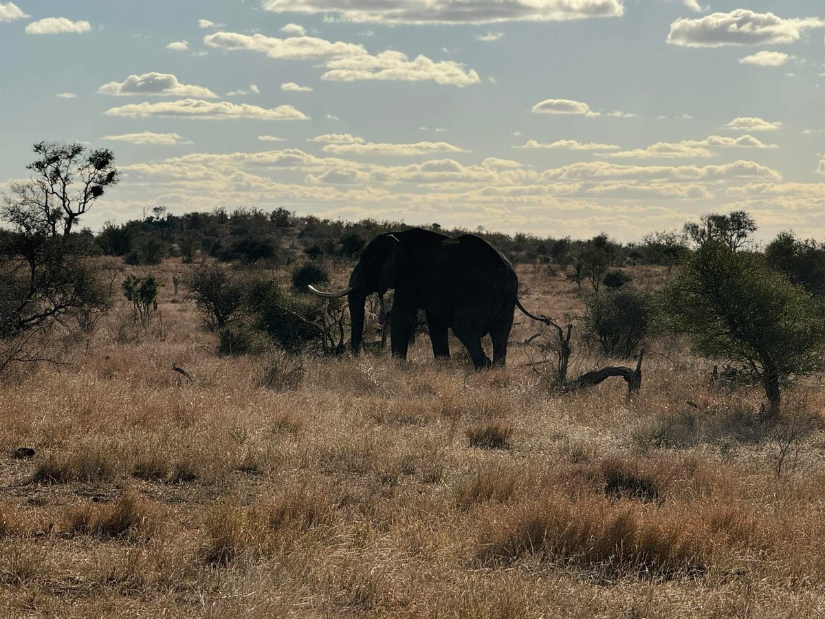 Trophy hunters put the CON in conservation 😡!

Here they are bragging that they can get the biggest and best Elephants.

Absolute SCUM, each and every one of them!!